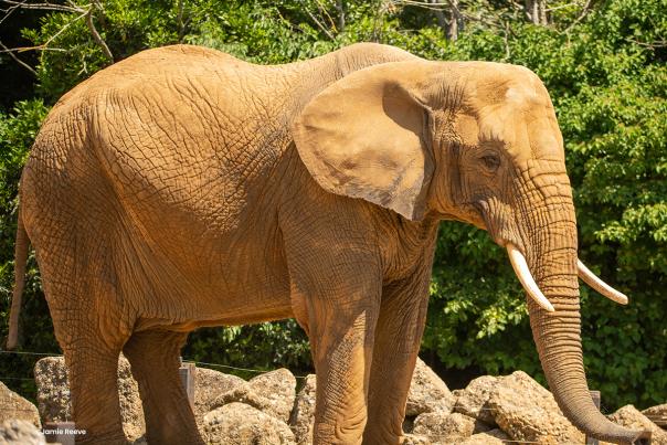 African Elephant at Colchester Zoo