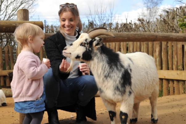 Goat Feeding Colchester Zoo