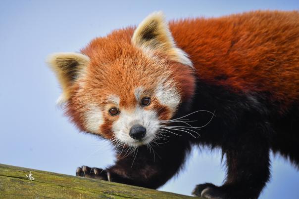 A red panda
