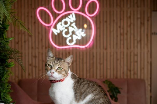 Meow Cat Cafe