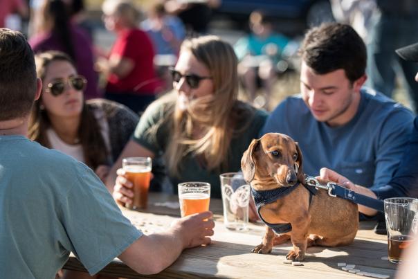 Friends drinking beer at a picnic table, with a small dog on the table