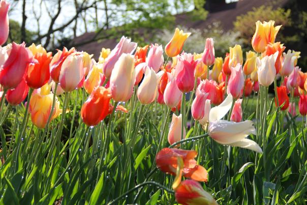 Spring Bulb Display at Franklin Park Conservatory