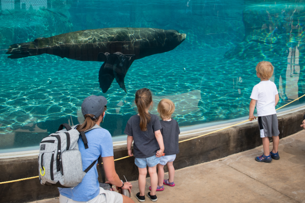 Kids watching sea tank at Columbus Zoo and Aquarium