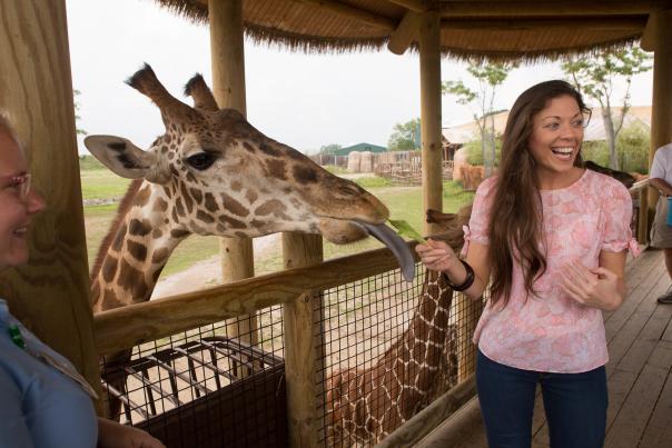 Giraffe Feeding