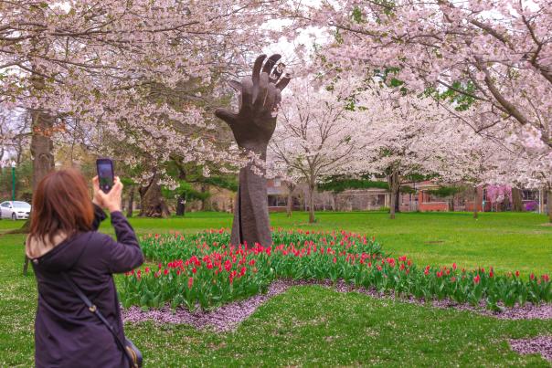 Woman takes photo of statue among cherry blossom trees in bloom.