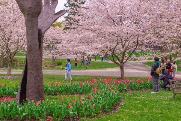 People admire pink cherry blossoms in bloom during the Columbus Cherry Blossom Festival