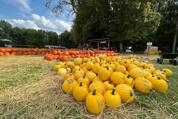 Freeman's Farm Pumpkins in Galena