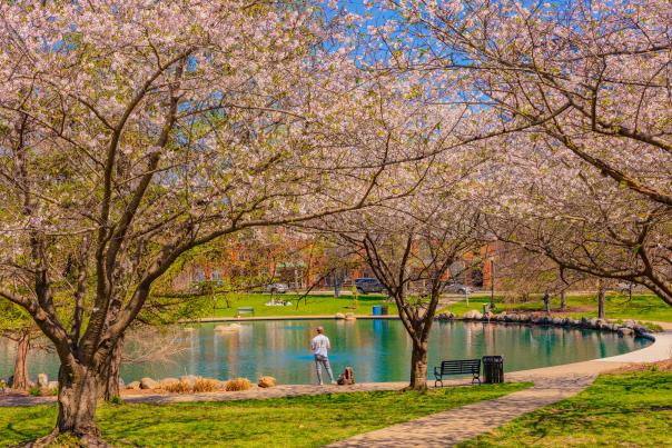 Cherry blossoms in bloom at Goodale Park
