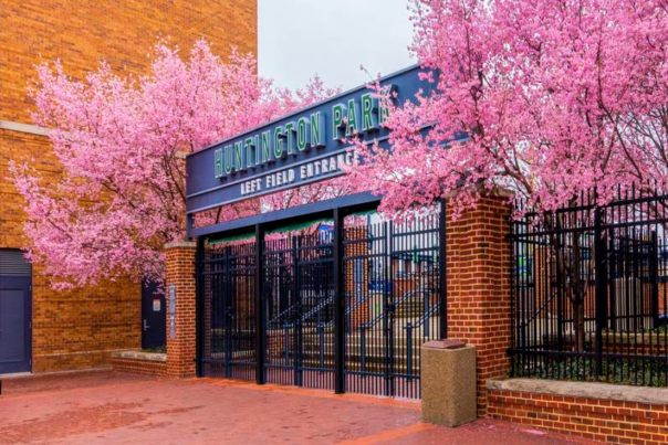 Huntington Park Left Field Entrance surrounded by blooming Cherry Blossom trees