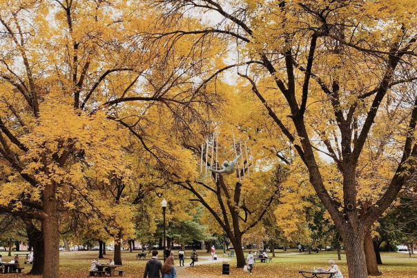 Yellow fall leaves abound at Schiller Park