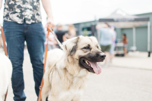 Dog at Watershed Distillery