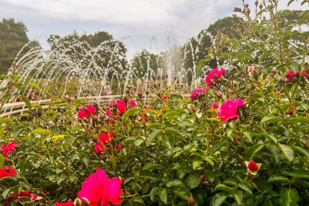 Whetstone Park of Roses