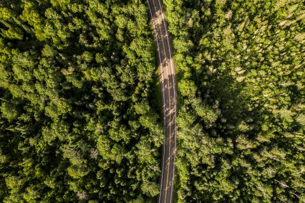 A road winds through the woods