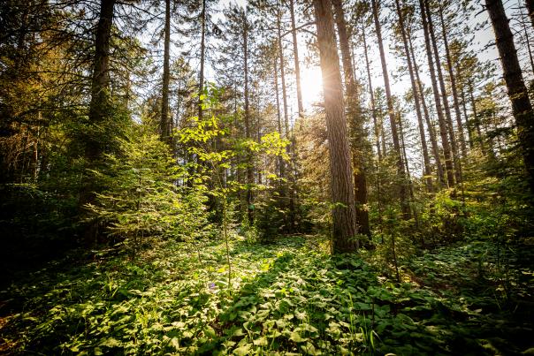 A look into the Superior National Forest around sunset