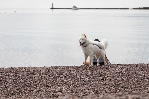 A bit white dog swimming in Grand Marais Harbor