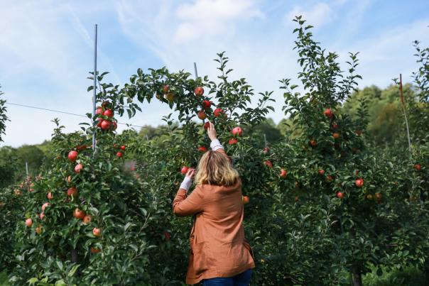 Middlefield Orchard is perfect in the fall.