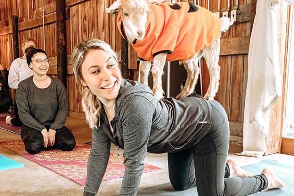 A person doing yoga with a clothed goat on their back and people in the background watching.