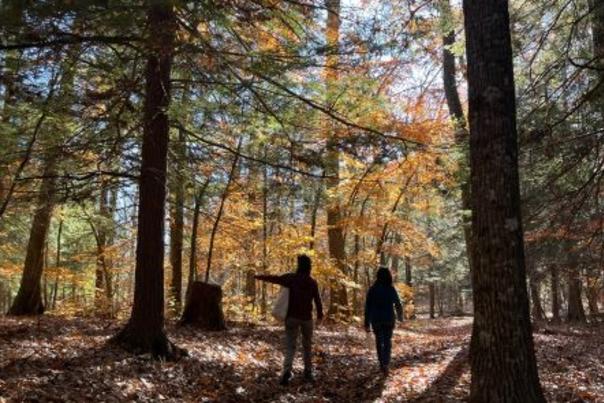 Two people in the wood standing in between two large trees during fall with the sun shining.