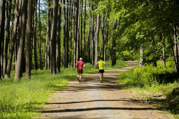 An image of two people walking through the woods on a trail