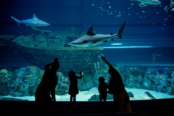 Texas State Aquarium