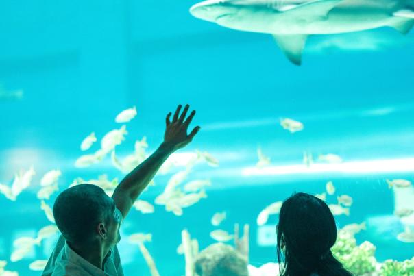 Texas State Aquarium