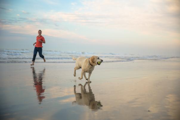 Dog Friendly Beaches In Corpus Christi