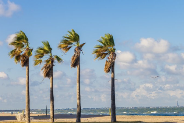 Palm Trees and Beach