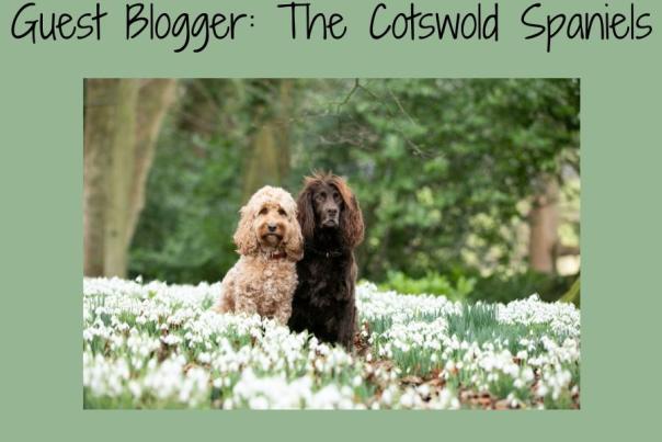 Guest Blog with The Cotswold Spaniels