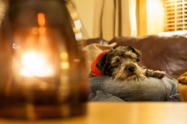 Dog-friendly Stays
