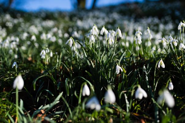 Colesbourne Snowdrops in the Cotswolds
