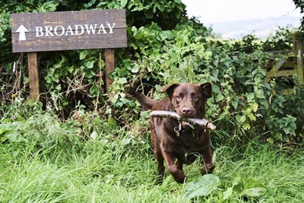 Eight great dog walks in the Cotswolds
