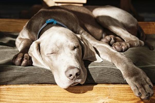 Mad about dogs