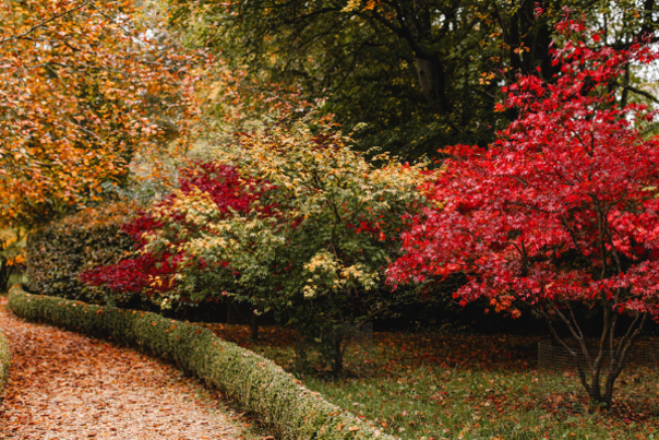 Autumn trees with red, orange and green leaves at Highgrove either side of a gravel path, near Tetbury.