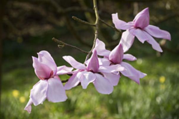 Gorgeous gardens of the Cotswolds