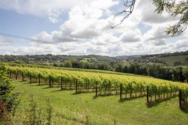 Woodchester Valley Vineyard