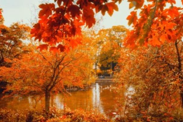 Autumn Stays