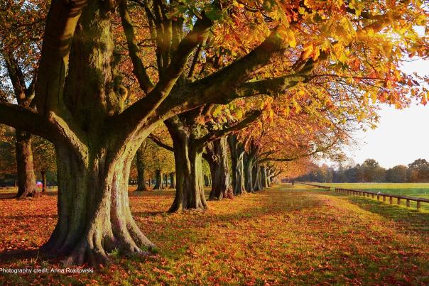 Coombe Abbey Autumn