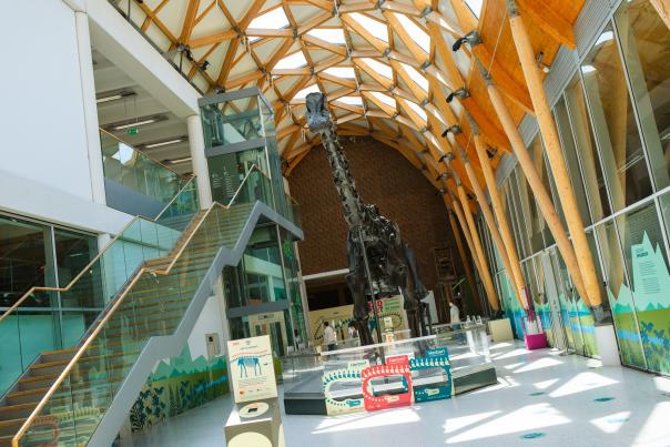 Dinosaur Dippy