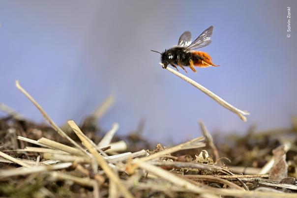 Bee Wildlife Photograph