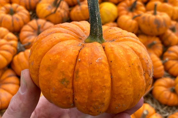 Half Term Pumpkin