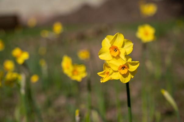 Easter Daffodils