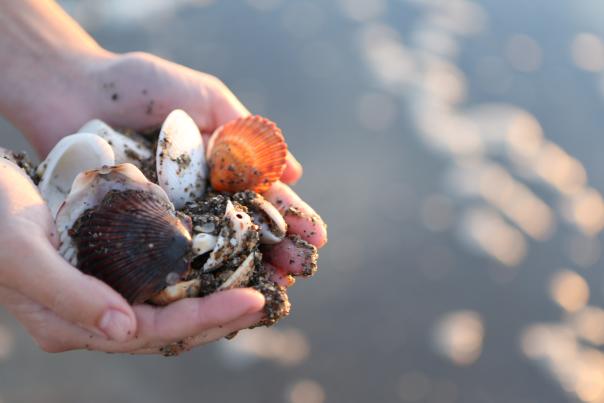 Seashells