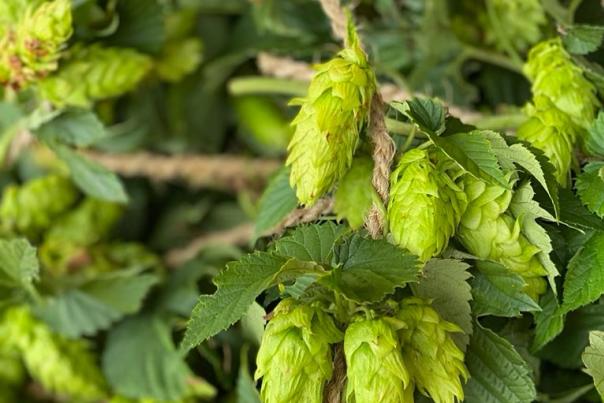 GEMS Farm Hops