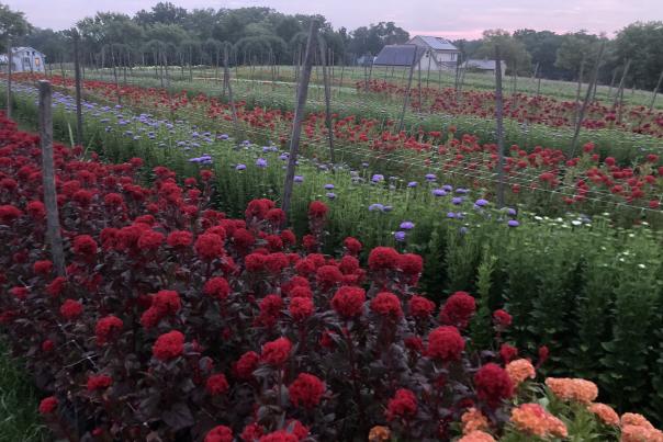 Roots Cut Flower Farm