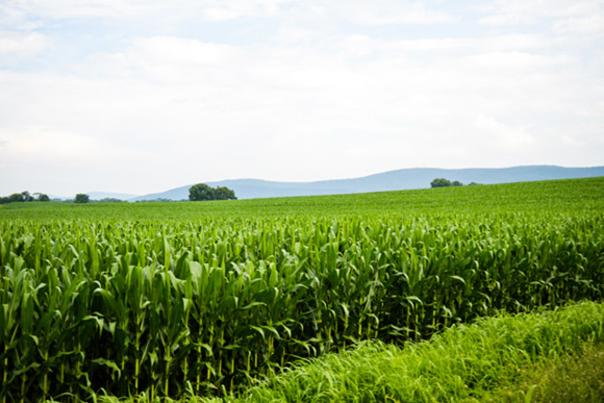 Cornfield in Carlisle