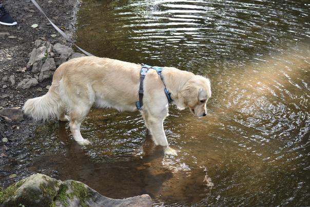 dog by a stream