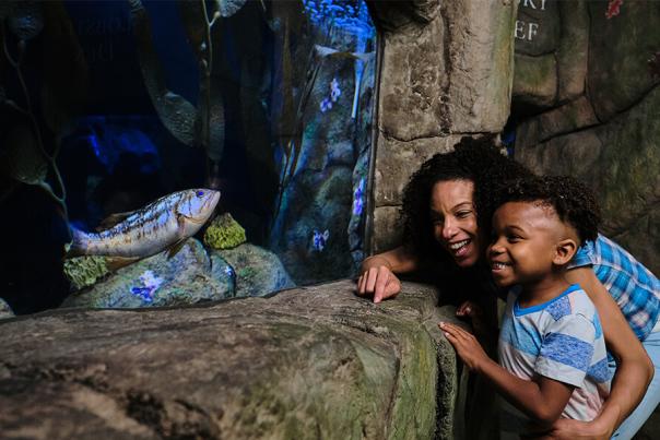 Family Fun Blog Desktop