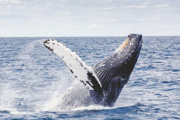 Whale Watching Home Hero