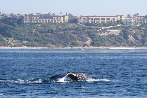 ritzgrayunnamed-13-1