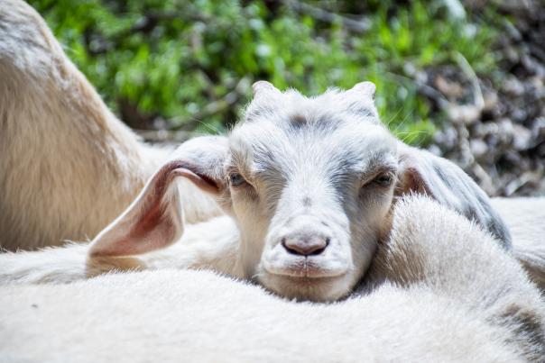 Goat Moses Mill Farm